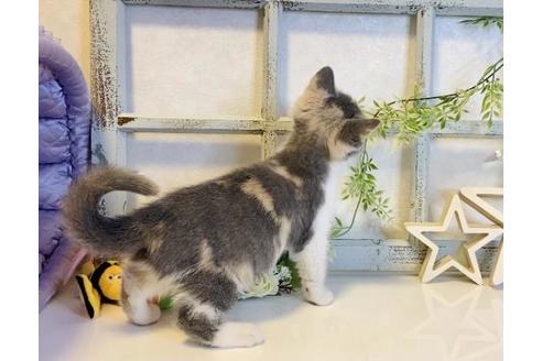 成約済の大阪府のスコティッシュフォールド-14347の2枚目